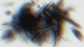 monachopsis
