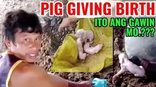 The Pig Birthing | Native Pig Giving Birth 2021