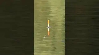 ВОТ ЭТО СОРОГА КЛЮНУЛА #рыбалка #fishing #поплавок