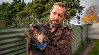 From Tasmania to Toledo: The Journey of 8 Tasmanian Devils