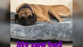 My new bed…… Thank you daddy 🥰🥰