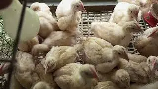 BACKYARD MINI FARM  ANIMAL TOUR