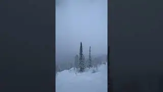 Снежок, иди сюда 🐯. #ивансусами