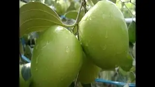 Apple Ber(Jujube fruit) Cultivation