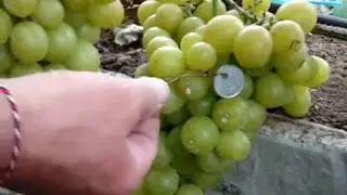 ГФ ИМПЕРАТРИЦА и ЗОЛОТЫЕ КУПОЛА. В гостях на винограднике Николая Колесника.
