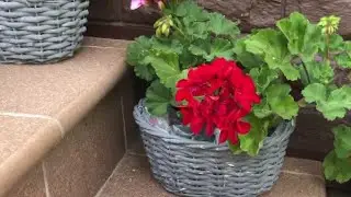 Кошки и наушники....