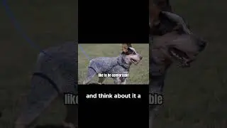 Why Do Blue Heelers Spin Before Pooping??