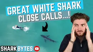 Shark Scientist REACTS to Great White Shark 