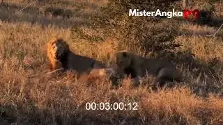 When a Hyena Angers a Lion, and It Ends Tragically! Wild Animal Fights