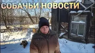 Собачьи новости.