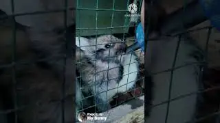 Tips agar kelinci tidak lemes akibat stress perjalanan