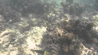 Snorkeling in Shark Bay2