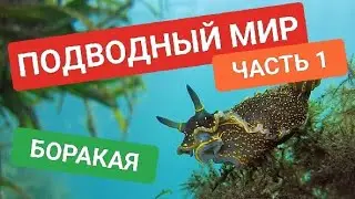 Подводный мир Боракая | Тестирую подводную съёмку. Часть 1