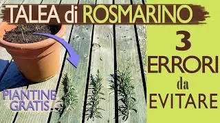 TALEA DI ROSMARINO | 3 ERRORI da EVITARE