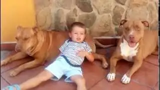 copii si pitbull/amstaff