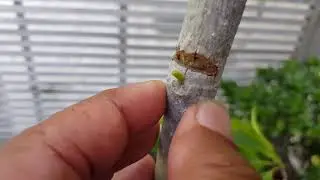 Notching to add branches