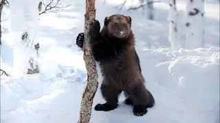 Люди спасают попавших в беду диких животных. Часть 3