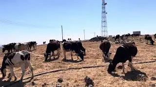 أبقار جبال ظفار جمال فريد من قلب الطبيعة Dhofar Mountain Cows Rare Beauty from the Highlands