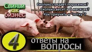 СКОЛЬКО ЕСТ ПОРОСЕНОК