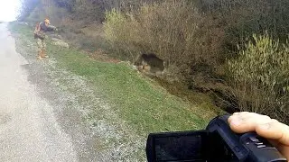 BOL AKSİYON DOLU YABAN DOMUZU AVI / WILD BOAR HUNTING / CHASSE AU SANGLIER / CACCIA AL CINGHIALE