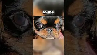 English Toy Spaniel vs Cavalier King Charles Spaniel - What is the Difference?