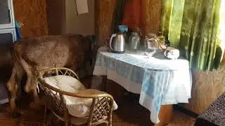 Взять штурмом холодильник с молоком не получилось😂😂😂 