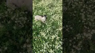 Papatyalar Arasında Nasıl Yüzülür? DENEMEK İSTEYECEKSİNİZ