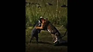 Кто говорил что тигр боится крокодила?#животные #versus