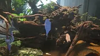 Community Tank - unexpected babies