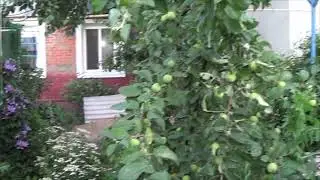 Попугаи сезон 2024