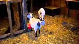 Goats