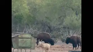 Bison Hunting Kill Shot