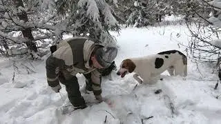 Охота на зайца с Коробовым Сергеем. Hunting for a hare with Sergey Korobov.