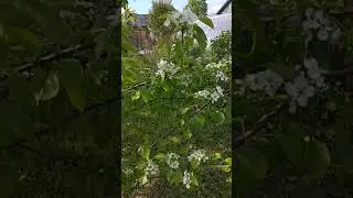 всё в цвету