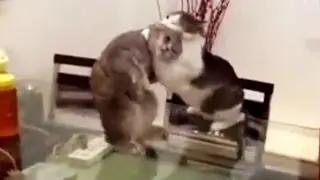 Борьба кошек  Прикол!