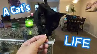 Cat LIFE / Part 1