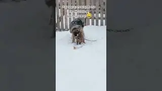 Дружба кошки с собакой 