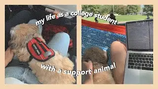 what it's like having an emotional support animal (as a college student)