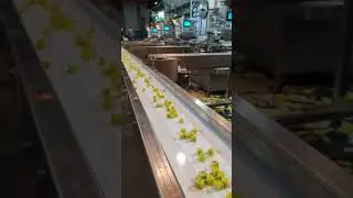 Chicken bouillon cube making machine and chicken bouillon cube wrapping machine