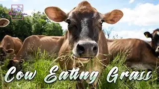 Brown Cow Eating Grass // Cow Video // Brown Cow // For Kids // Funny Cow // Hamba Goru