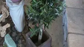 How to Pot an Artificial Tree