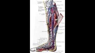 Lecture.  Vessels and nerves of low limb