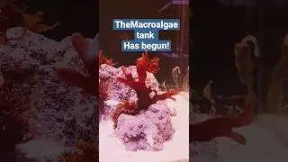 The Macroalgea tank has begun!