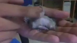 Squirrel loves getting scratched