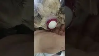 Hen laying egg