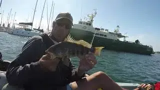 #fishing is great in October in #sandiegobay 🤘🤘