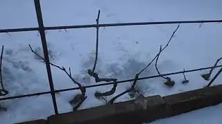 Не укрывные кишмиши Спартанец,Юпитер,Катавба. Винный - Маркет.