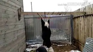 Разделываем козла.Видео не для слабонервных.