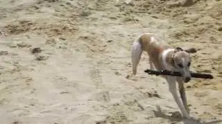 уиппет Джим приносит палку-2 (whippet Jim brings a stick-2)