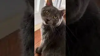The mighty general stalks his prey!